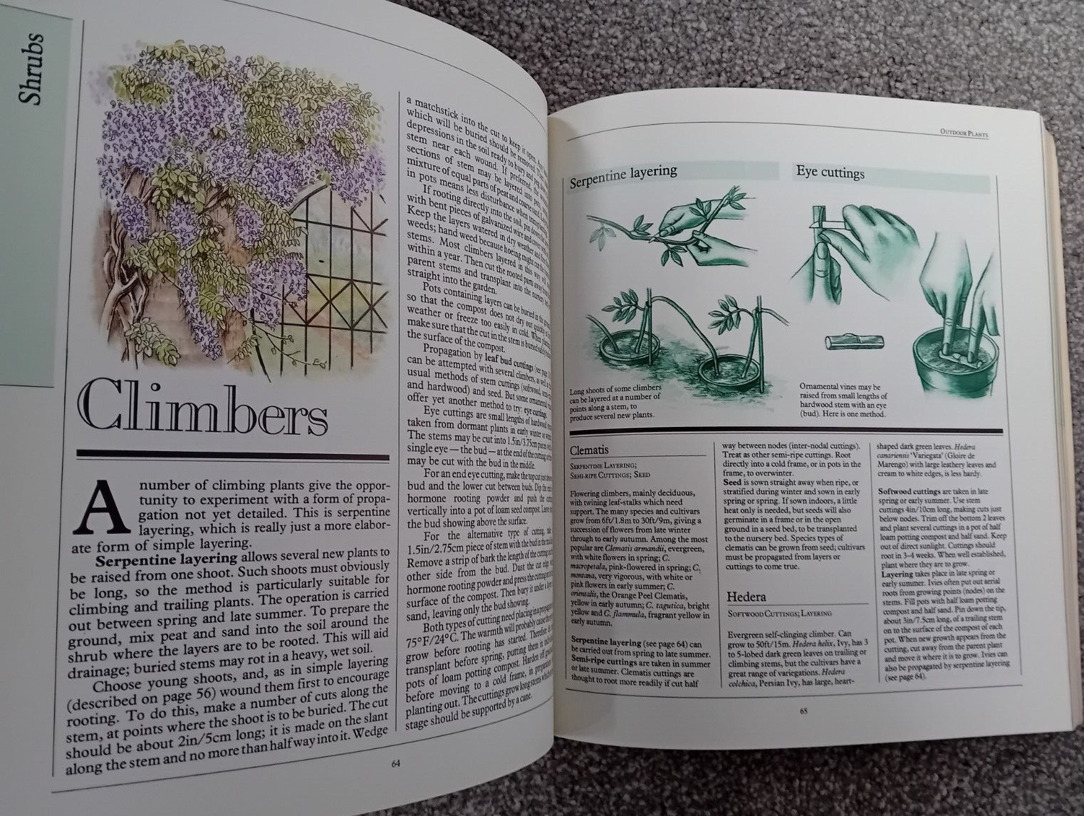 Plants Plus by George Seddon, Andrew Bicknell (Softcover, 1987)