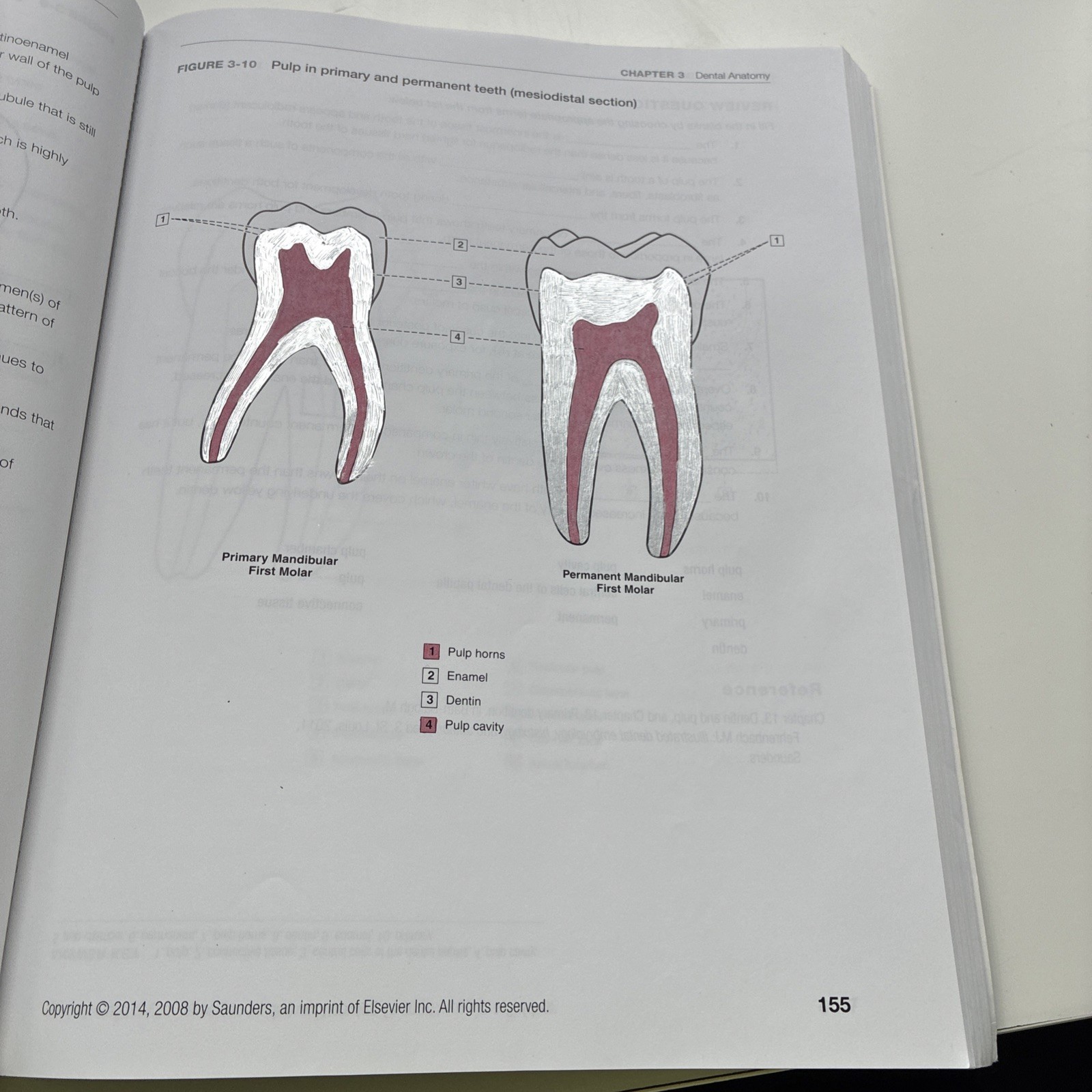 Dental Anatomy Coloring Book