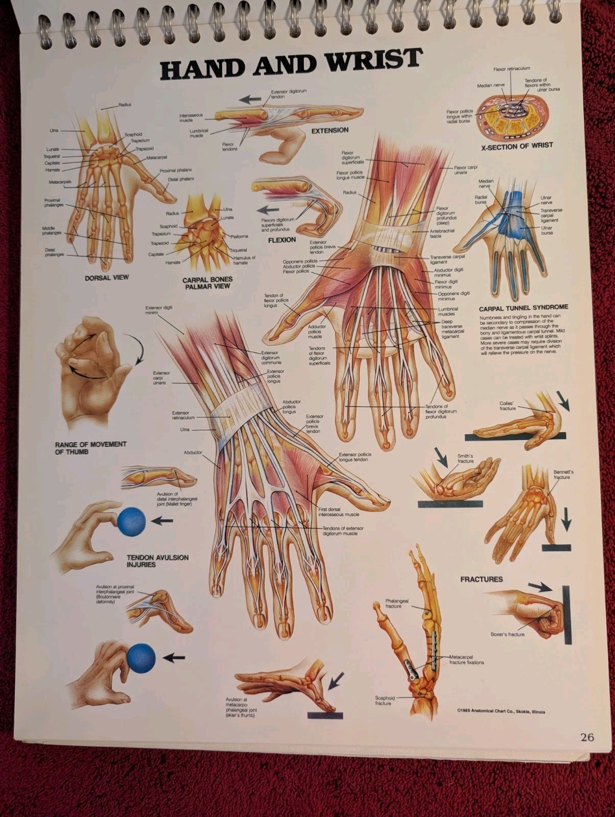 The Anatomical Chart Series Classic Library Edition 11×15 –Laminated Pages
