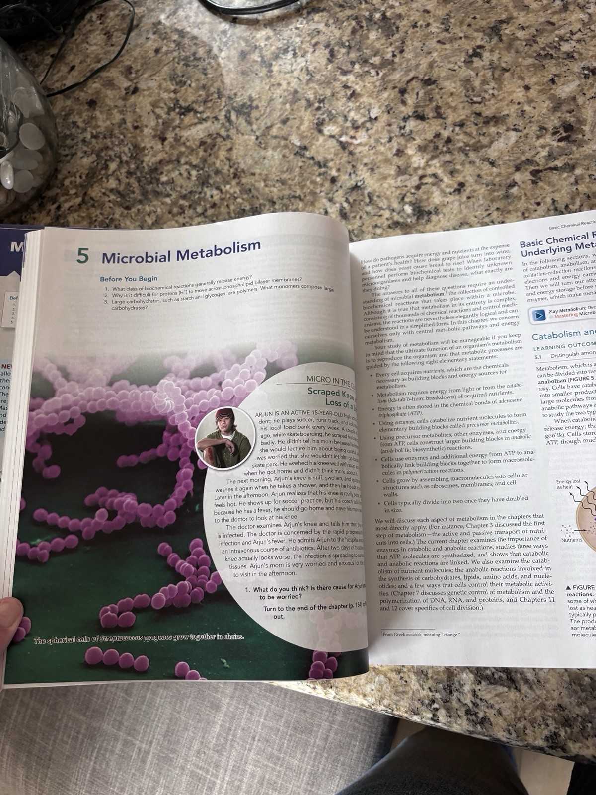 Microbiology with Diseases by Taxonomy by Robert Bauman (2019, Hardcover)