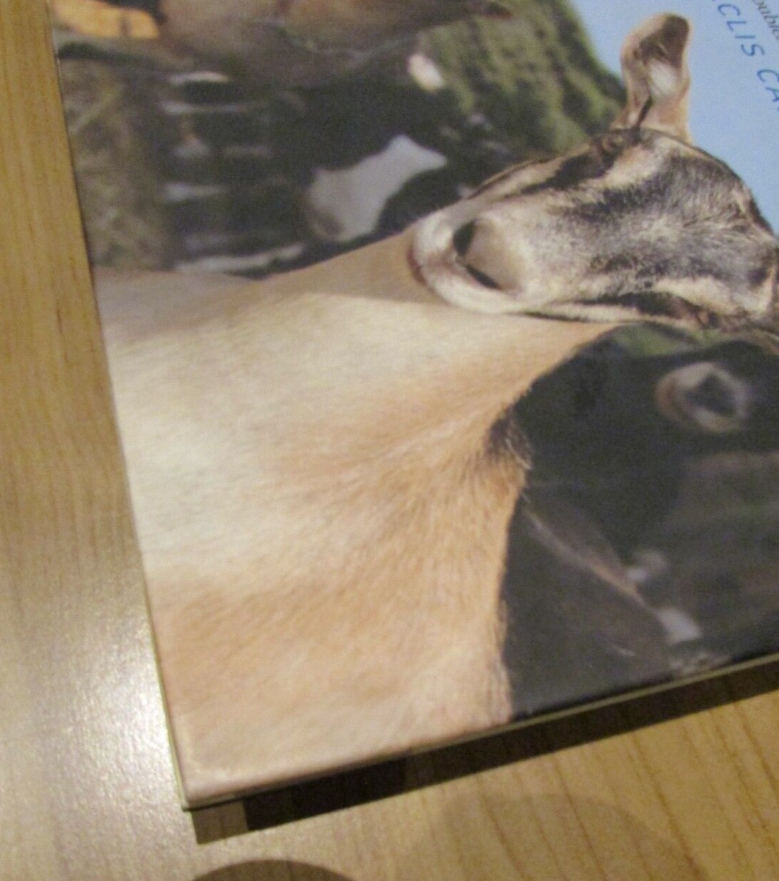 Holistic Goat Care: A Comprehensive Guide to Raising Healthy Animals, Caldwell