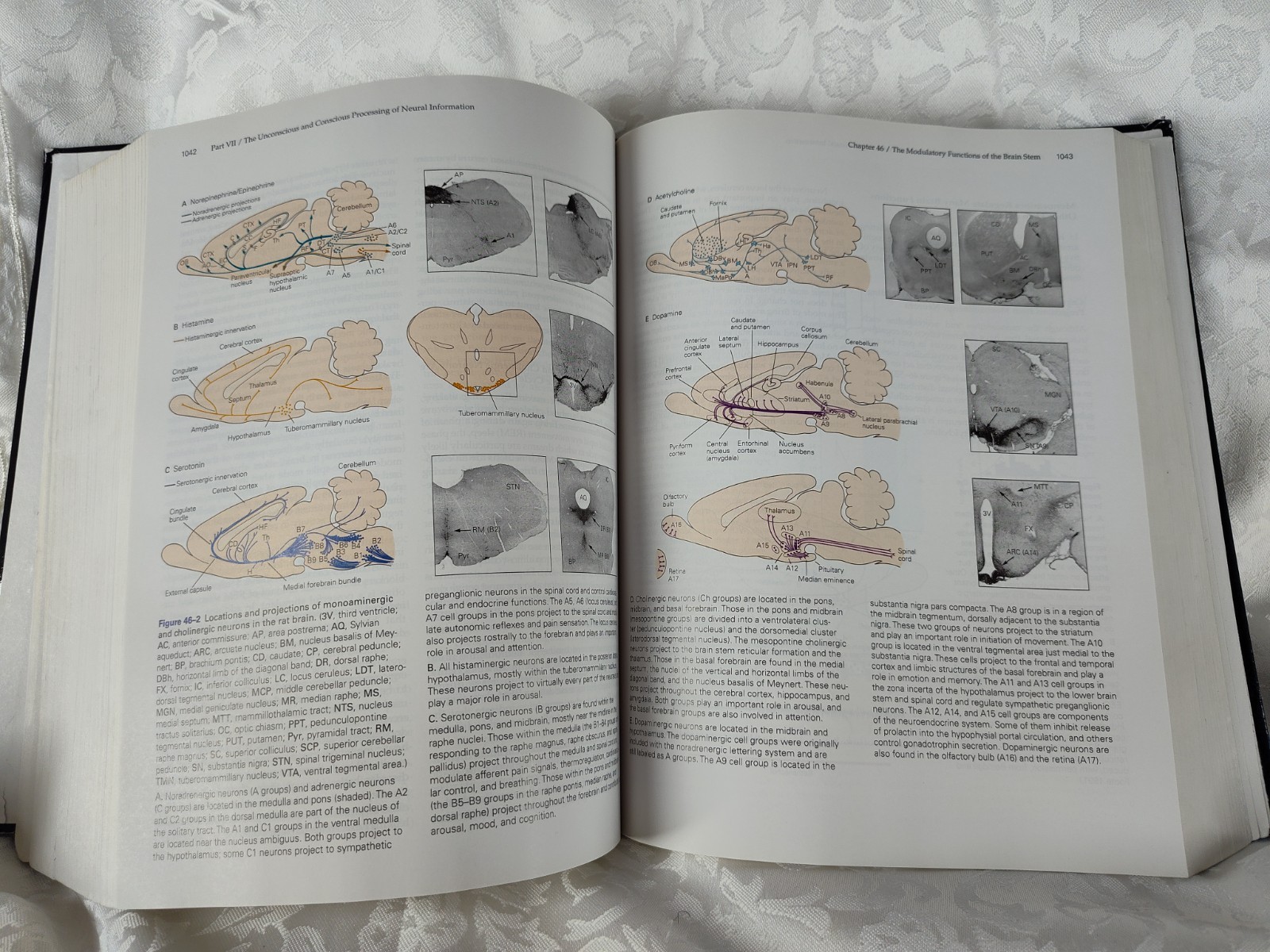 Principles Of Neural Science Fifth Edition Thomas M. Jessell 9780071390118 ST36