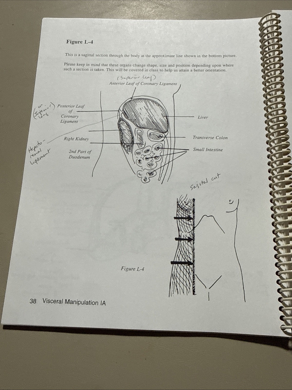 Visceral Manipulation IA Study Guide 1998 Revised Frank Lowen MT Upledger