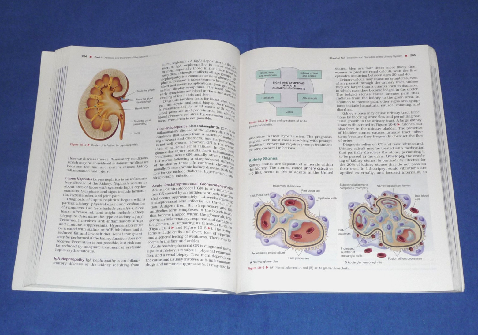 Human Diseases A Systemic Approach 8th Edition Zelman Raymond Holdaway Dafnis…