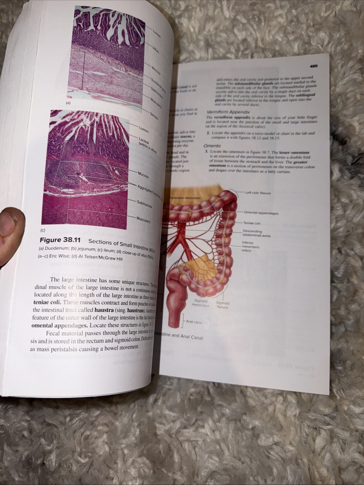 Seeley’s Anatomy & Physiology- Laboratory Manual- 13th Edition Spiral Paperback