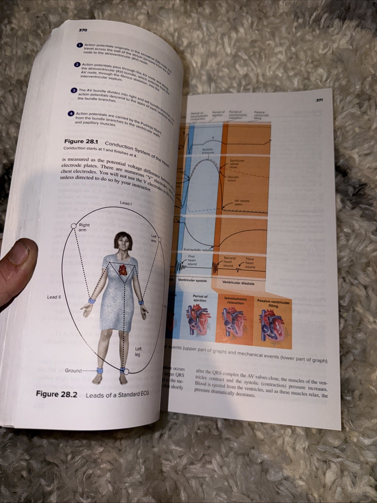 Seeley’s Anatomy & Physiology- Laboratory Manual- 13th Edition Spiral Paperback