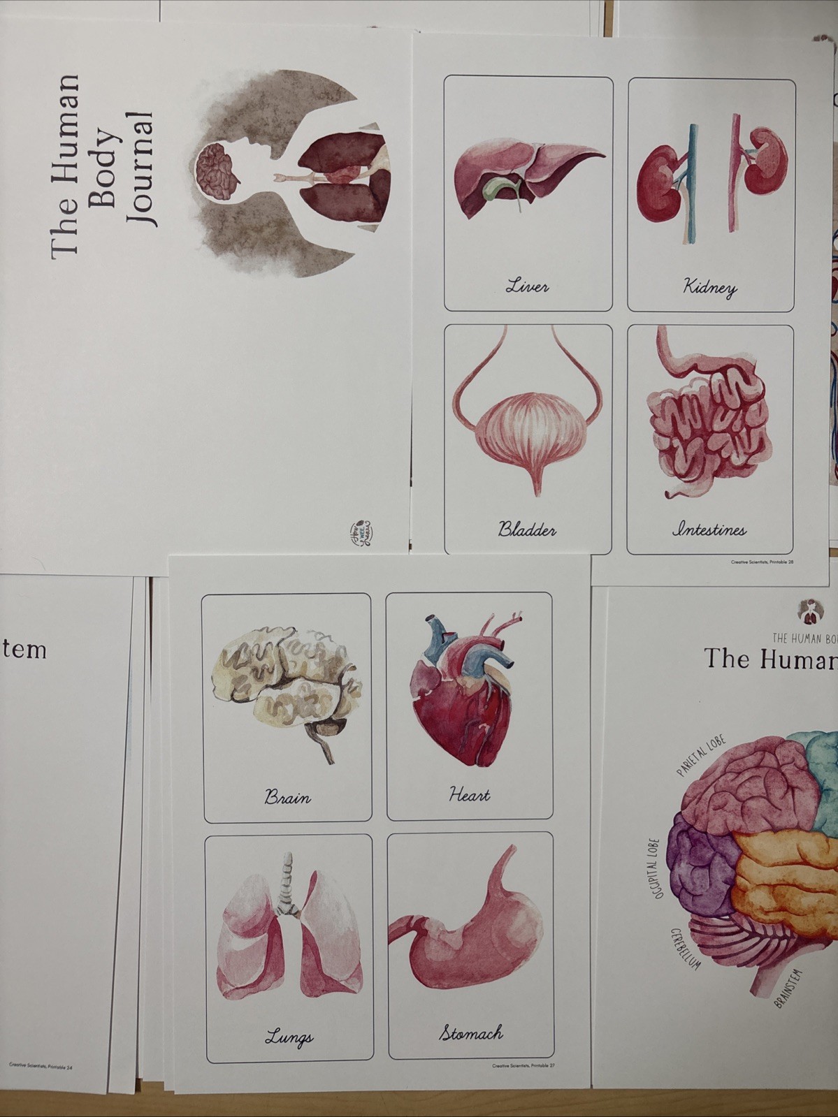 How Wee Learn Homeschool Curriculum Printables Kindergarten Science Animals Set