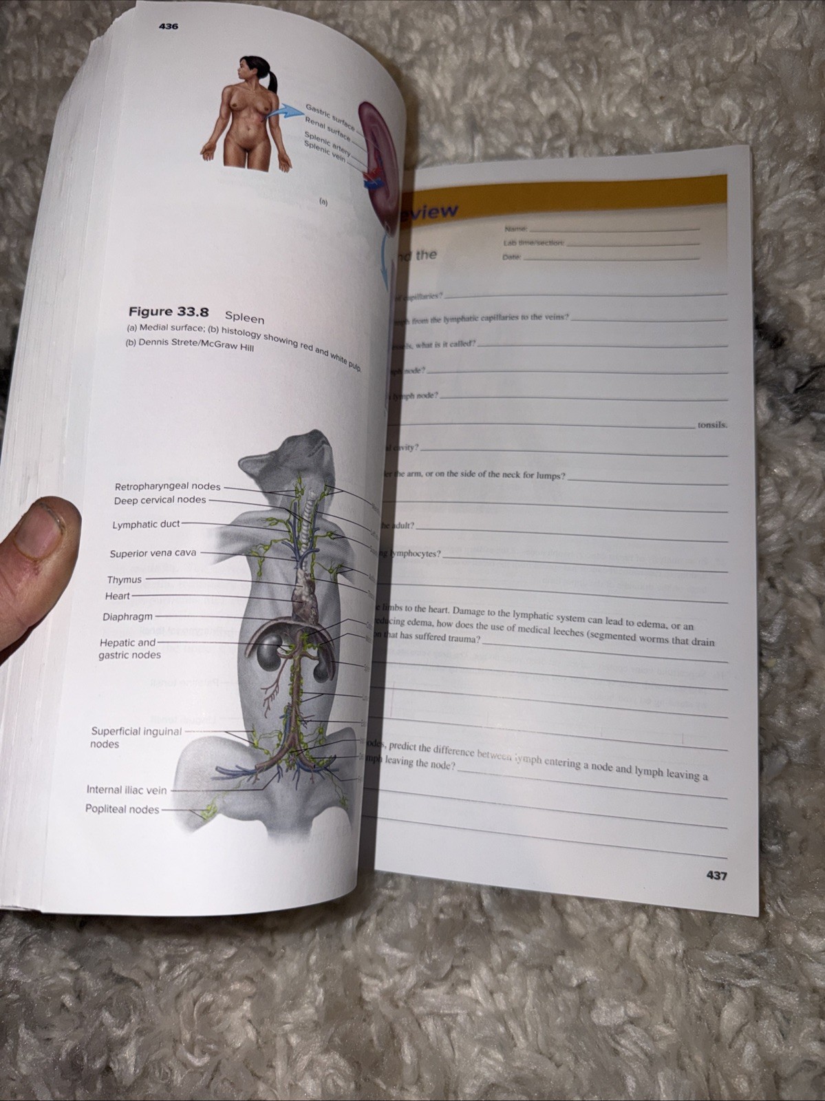 Seeley’s Anatomy & Physiology- Laboratory Manual- 13th Edition Spiral Paperback