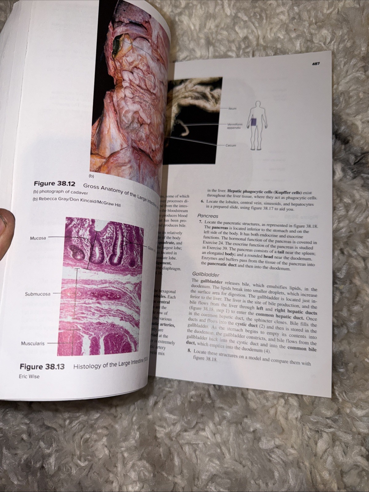 Seeley’s Anatomy & Physiology- Laboratory Manual- 13th Edition Spiral Paperback