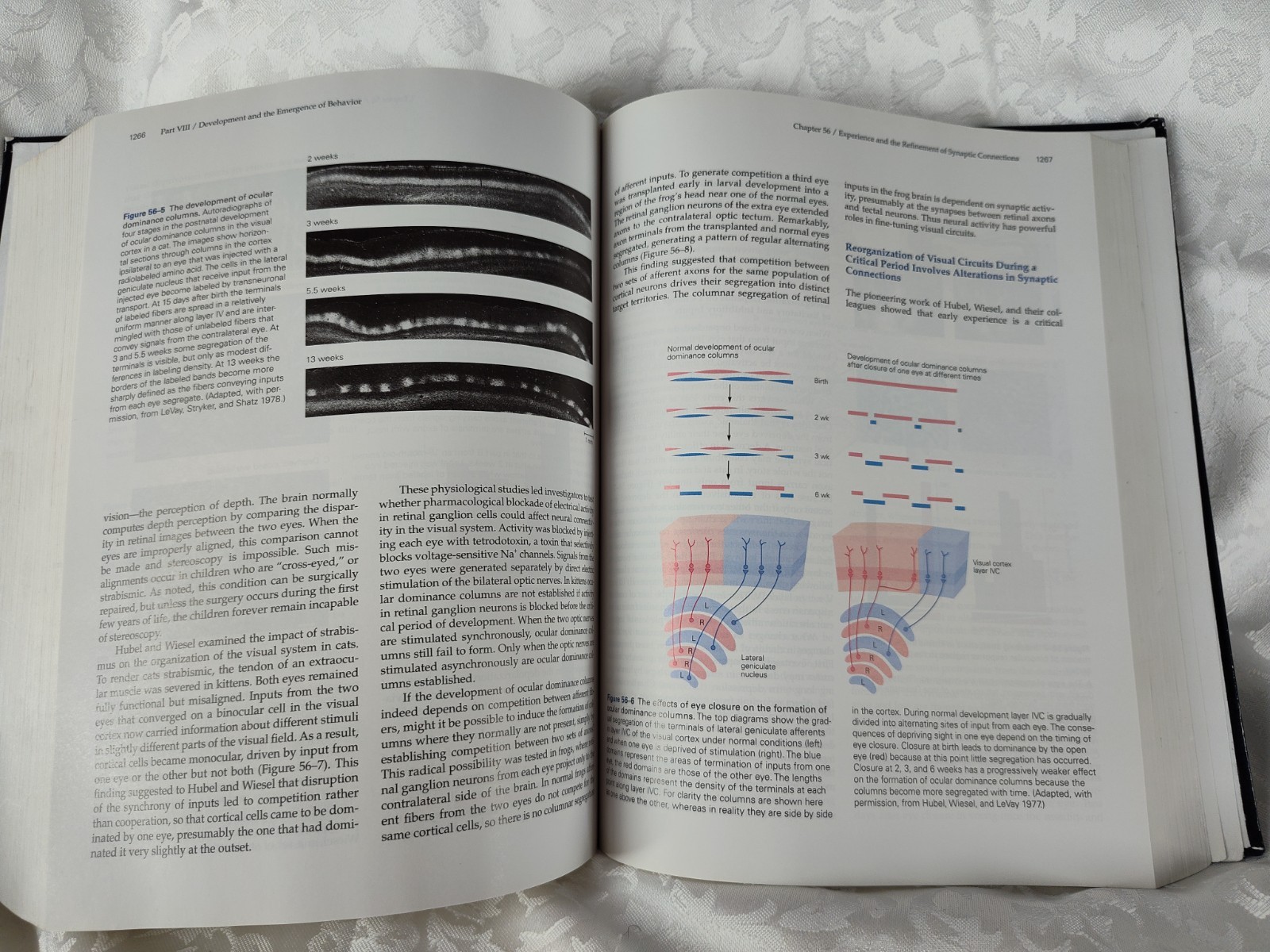 Principles Of Neural Science Fifth Edition Thomas M. Jessell 9780071390118 ST36