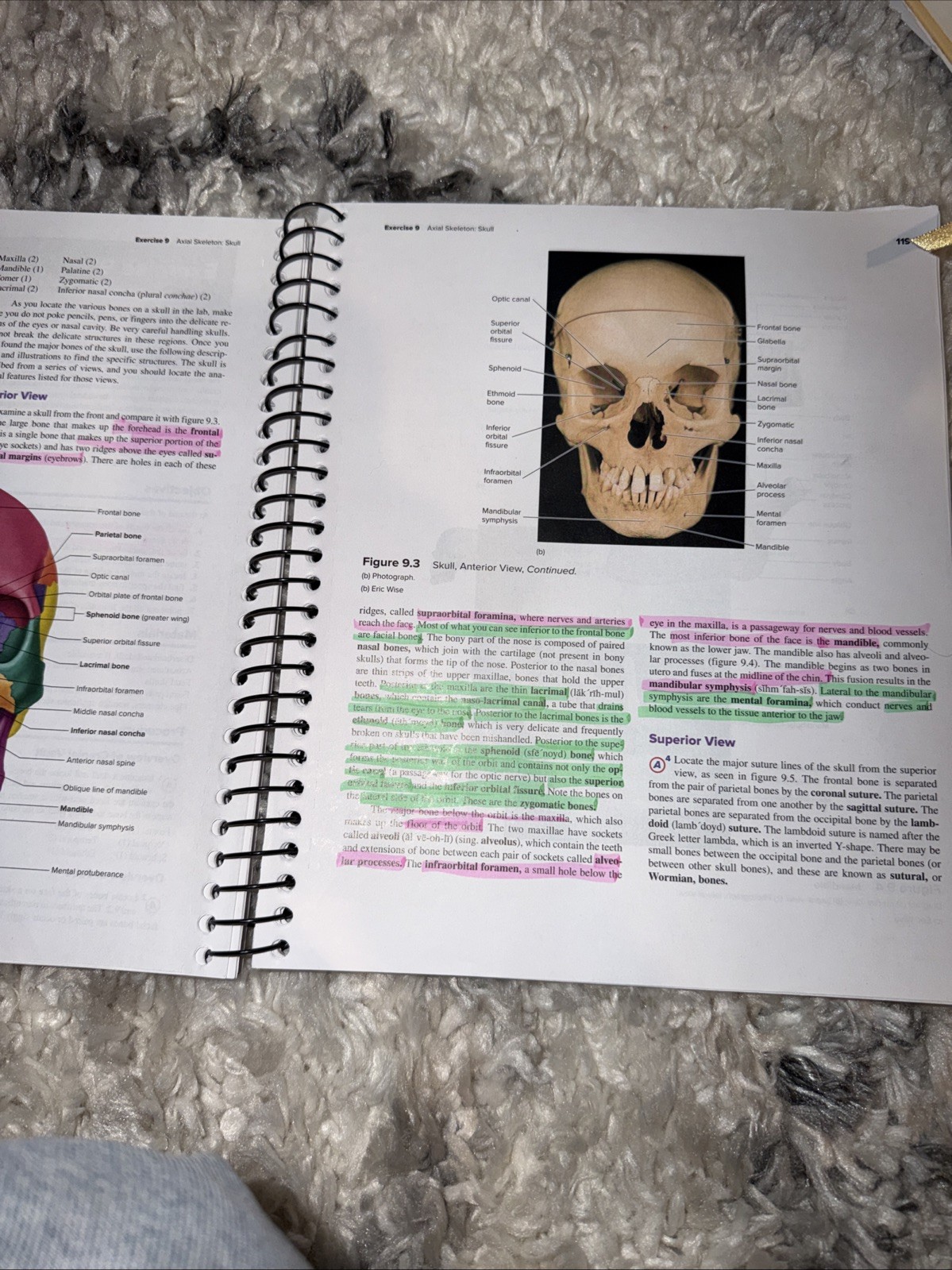 Seeley’s Anatomy & Physiology- Laboratory Manual- 13th Edition Spiral Paperback