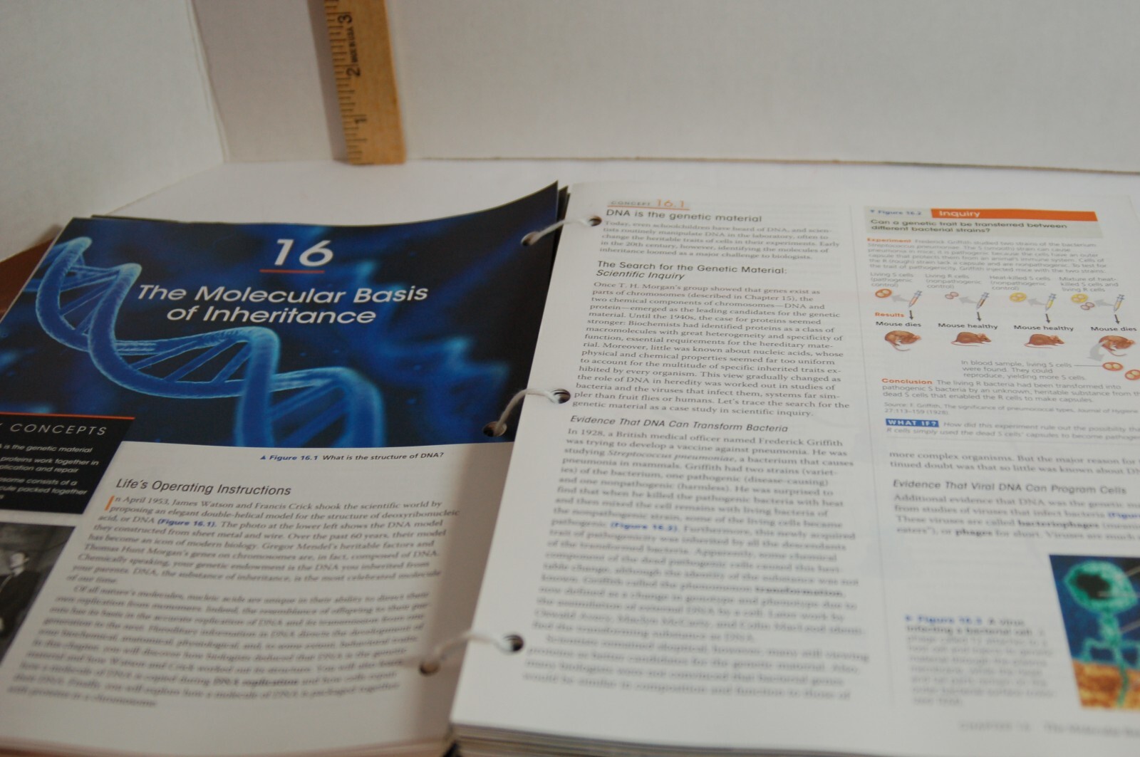 Campbell Biology 10th Edition Binder-ready Looseleaf Textbook Pearson A La Carte