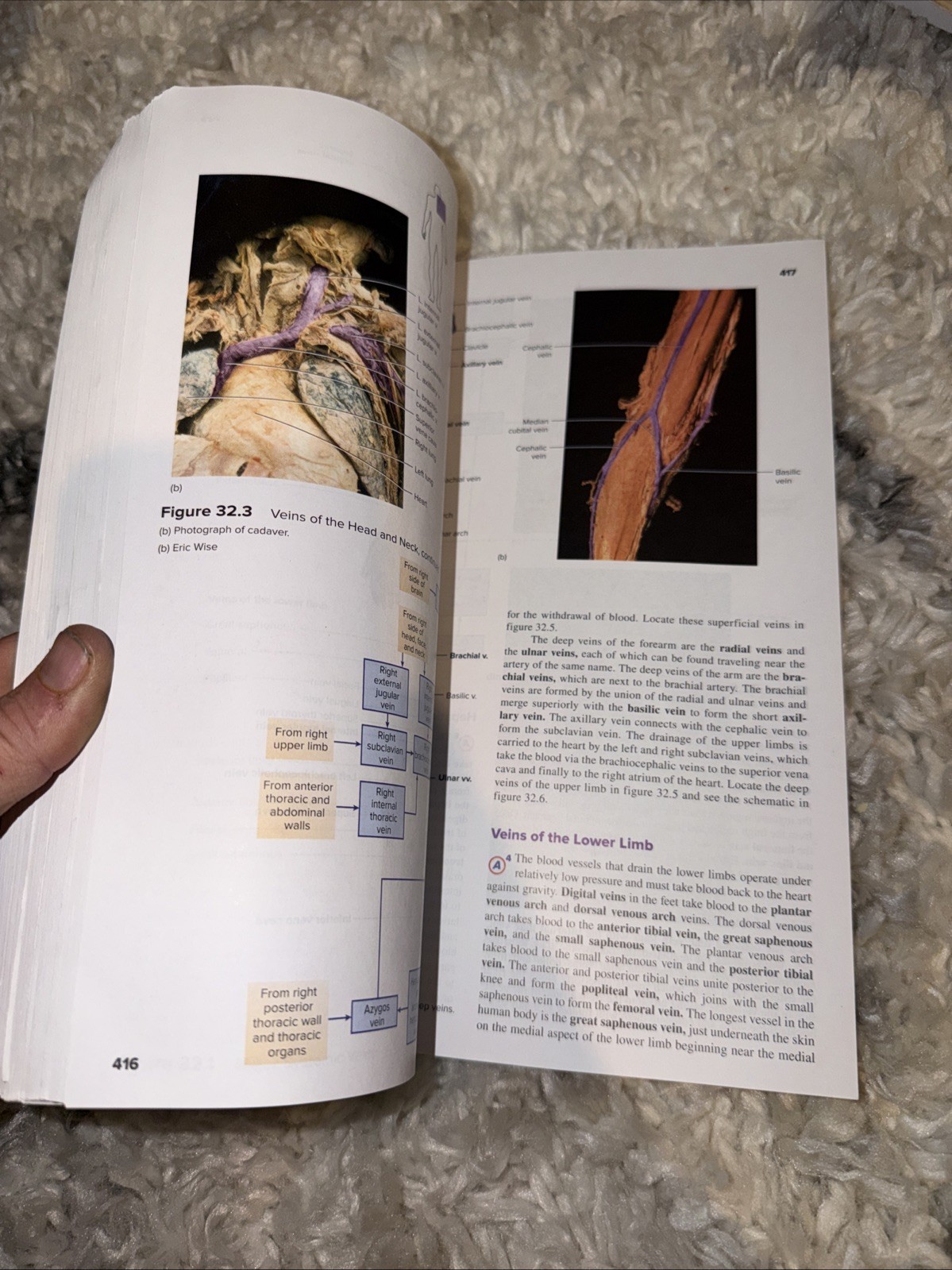 Seeley’s Anatomy & Physiology- Laboratory Manual- 13th Edition Spiral Paperback