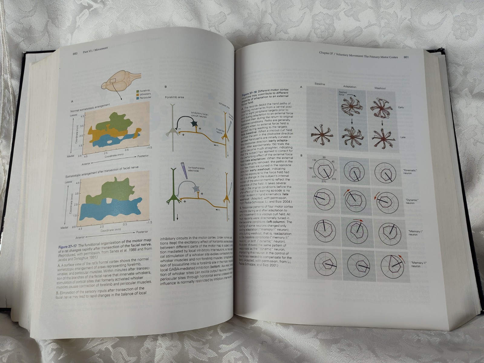Principles Of Neural Science Fifth Edition Thomas M. Jessell 9780071390118 ST36