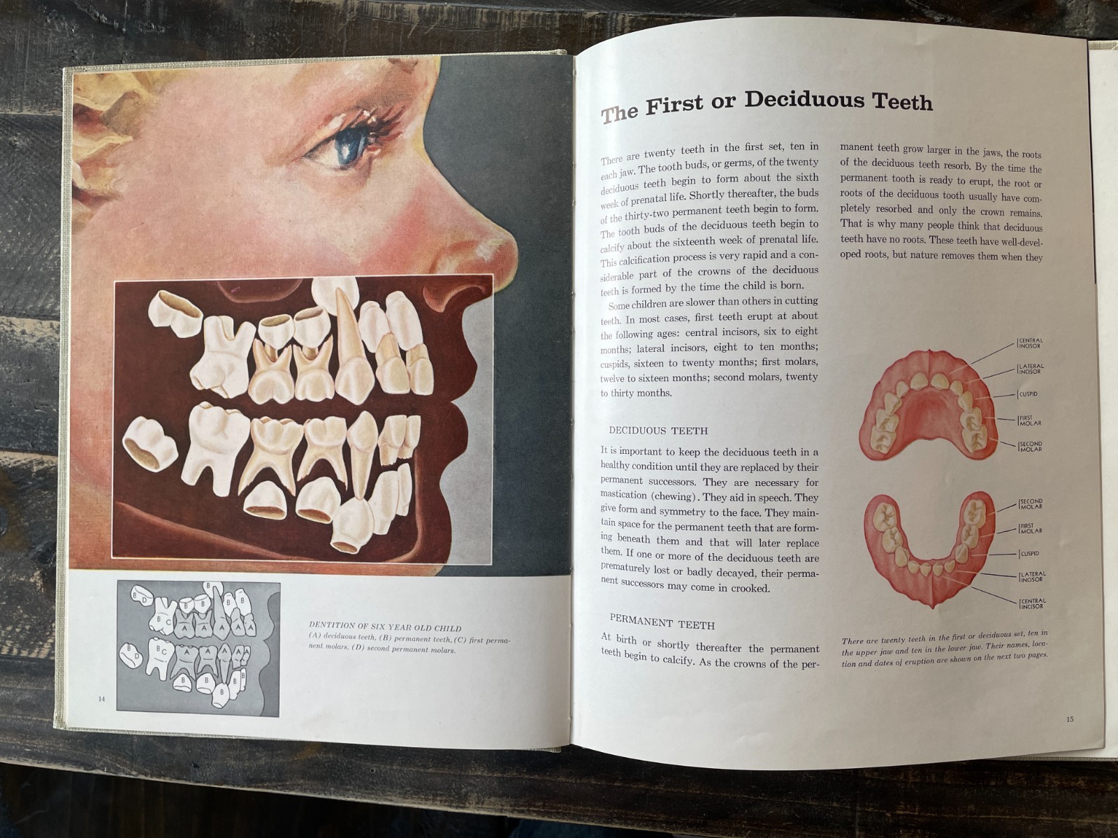 Teeth Health and Appearance Hardcover – 1957 by American Dental Association