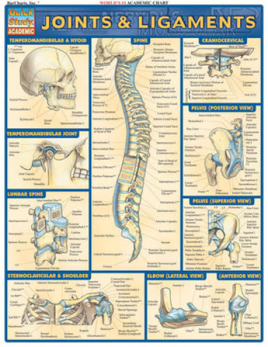 Joints & Ligaments (Quickstudy: Academic) – Pamphlet By BarCharts, Inc. – GOOD